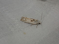 Eucosma lacteana