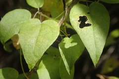 Dioscorea mundii