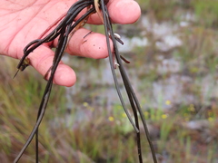 Arctotheca forbesiana