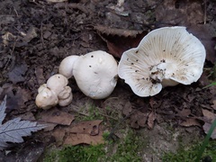 Cuphophyllus angustifolius