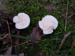 Cuphophyllus angustifolius