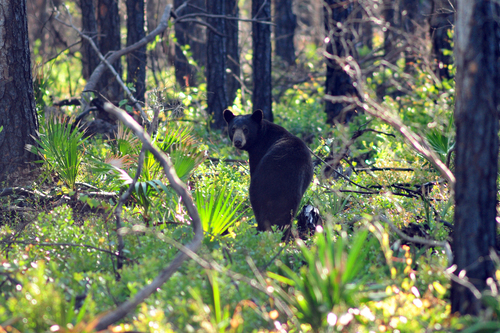 American Black Bear photographed in Florida
