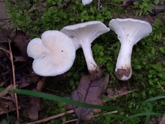 Cuphophyllus angustifolius