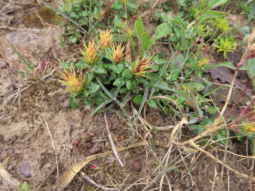 Image of Macledium latifolium by (c) linkie, some rights reserved (CC BY)