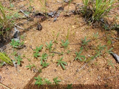 Listia heterophylla