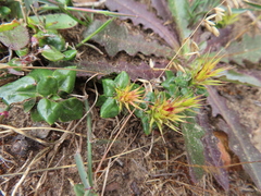 Macledium latifolium