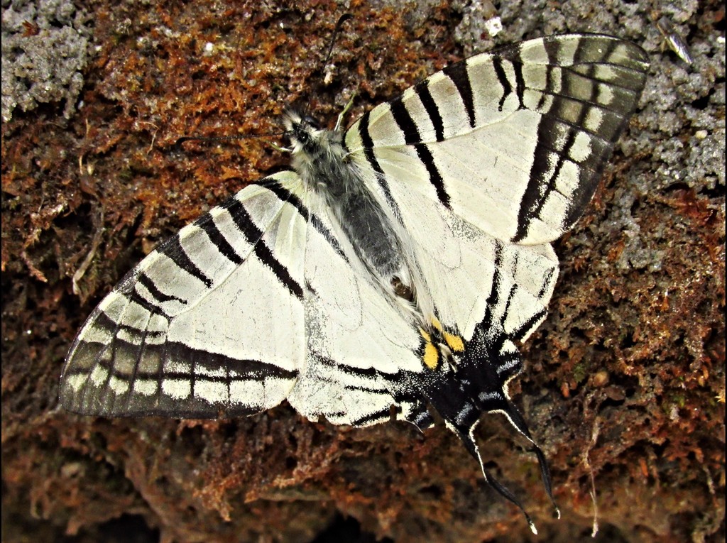 Garhwal Swordtail