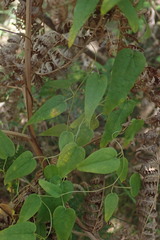 Dioscorea burchellii