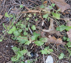 Maurandya antirrhiniflora