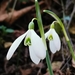 Galanthus nivalis - Photo (c) alessandro longhi,  זכויות יוצרים חלקיות (CC BY-NC-ND), uploaded by alessandro longhi