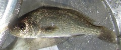 Bairdiella ronchus