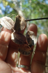 Dioscorea burchellii