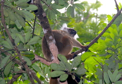 Eulemur macaco