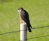 Icelandic Merlin - Photo (c) Rick Barricklow, some rights reserved (CC BY-NC), uploaded by Rick Barricklow