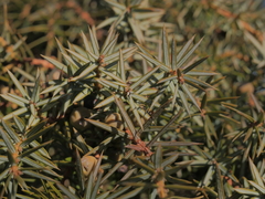 Juniperus communis communis