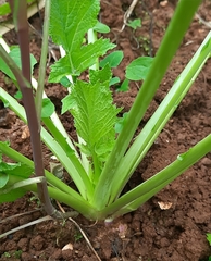 Brassica rapa rapa