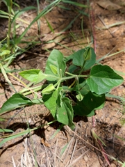 Thunbergia neglecta