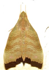 Aleuron chloroptera