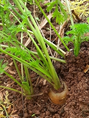 Daucus carota sativus
