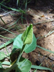 Thunbergia neglecta