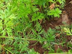 Daucus carota sativus