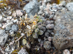 Draba depressa
