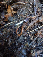 Plethodon vehiculum