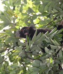 Eulemur macaco