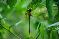 Coryphaeschna perrensi