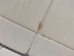 Scirpophaga incertulas