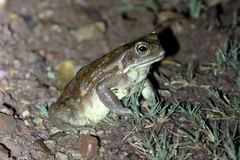 Rhinella arenarum