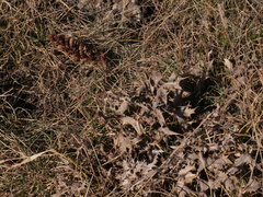 Orobanche amethystea