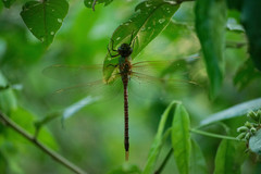 Coryphaeschna perrensi