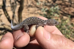 Phyllodactylus unctus