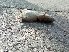 Microtus duodecimcostatus