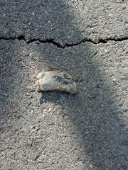 Microtus duodecimcostatus