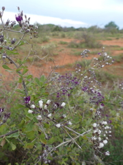 Acourtia microcephala