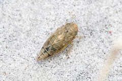Euscelis lineolatus
