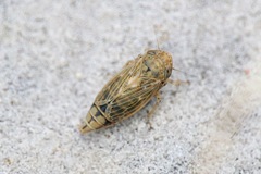 Euscelis lineolatus
