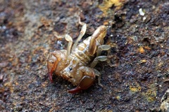 Euscorpius sicanus
