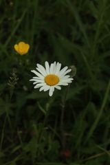 Leucanthemum vulgare