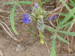 Stemodia durantifolia