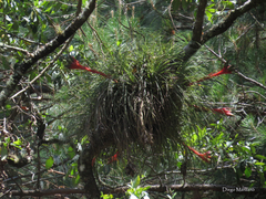 Tillandsia punctulata