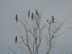 Anhinga anhinga leucogaster