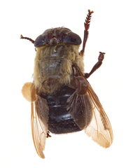 Cuterebra emasculator