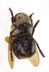 Cuterebra emasculator