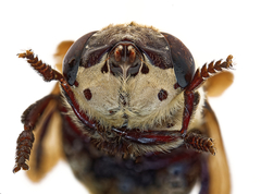 Cuterebra emasculator