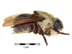 Cuterebra emasculator