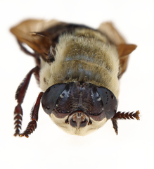 Cuterebra emasculator