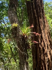 Vriesea corcovadensis